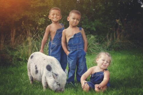 little boys in overalls with pig at port huron farm