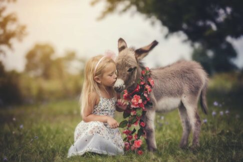 little girl summer farm photo kissing a babu donkey