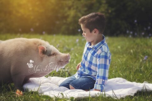 little boy and pig farm photos